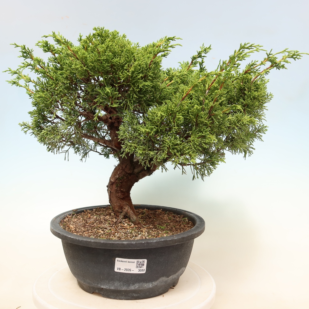 Bonsaï d'extérieur - Juniperus chinensis Itoigawa-Juniperus chinensis