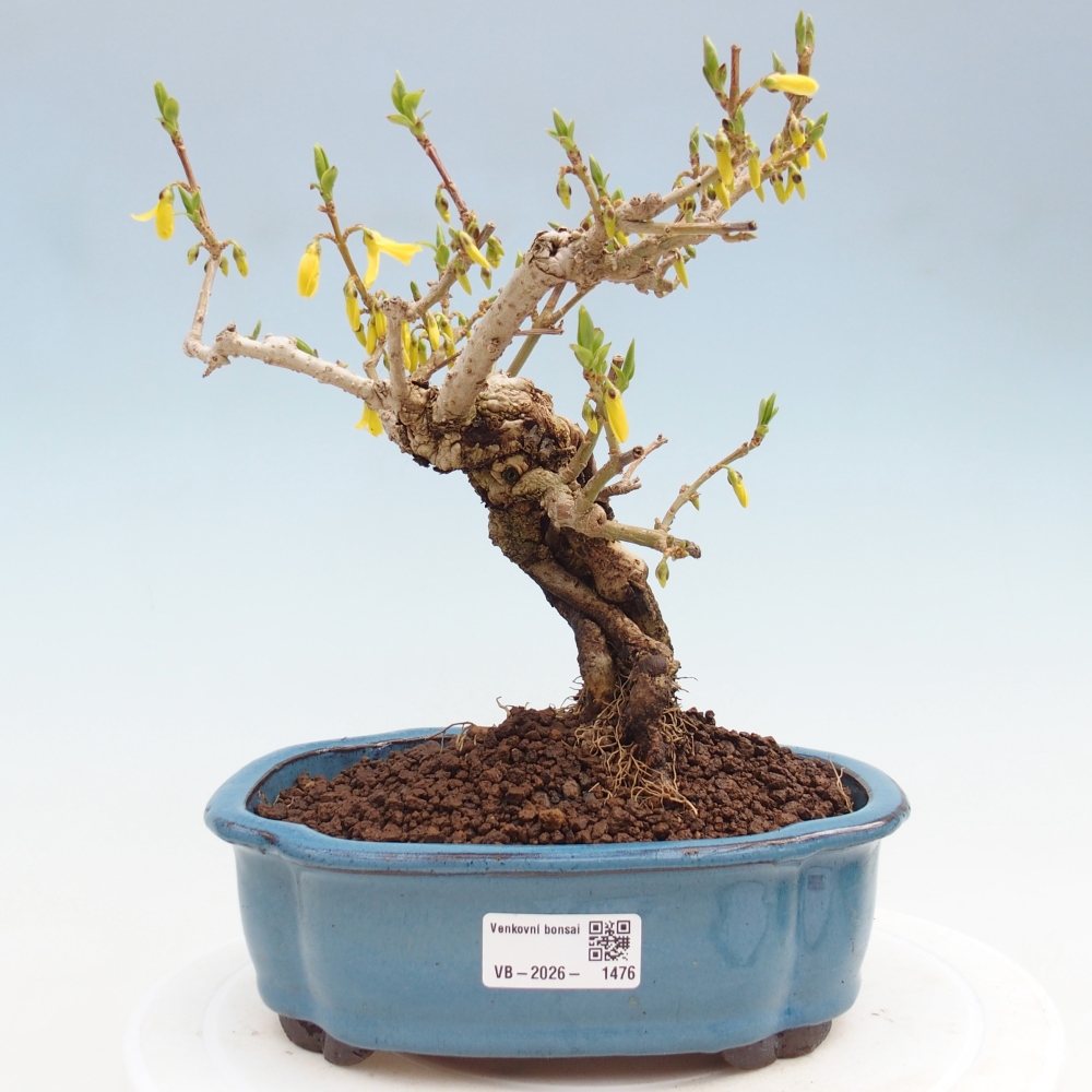 Bonsaï d'extérieur - Zlatice - Forsythia koreana