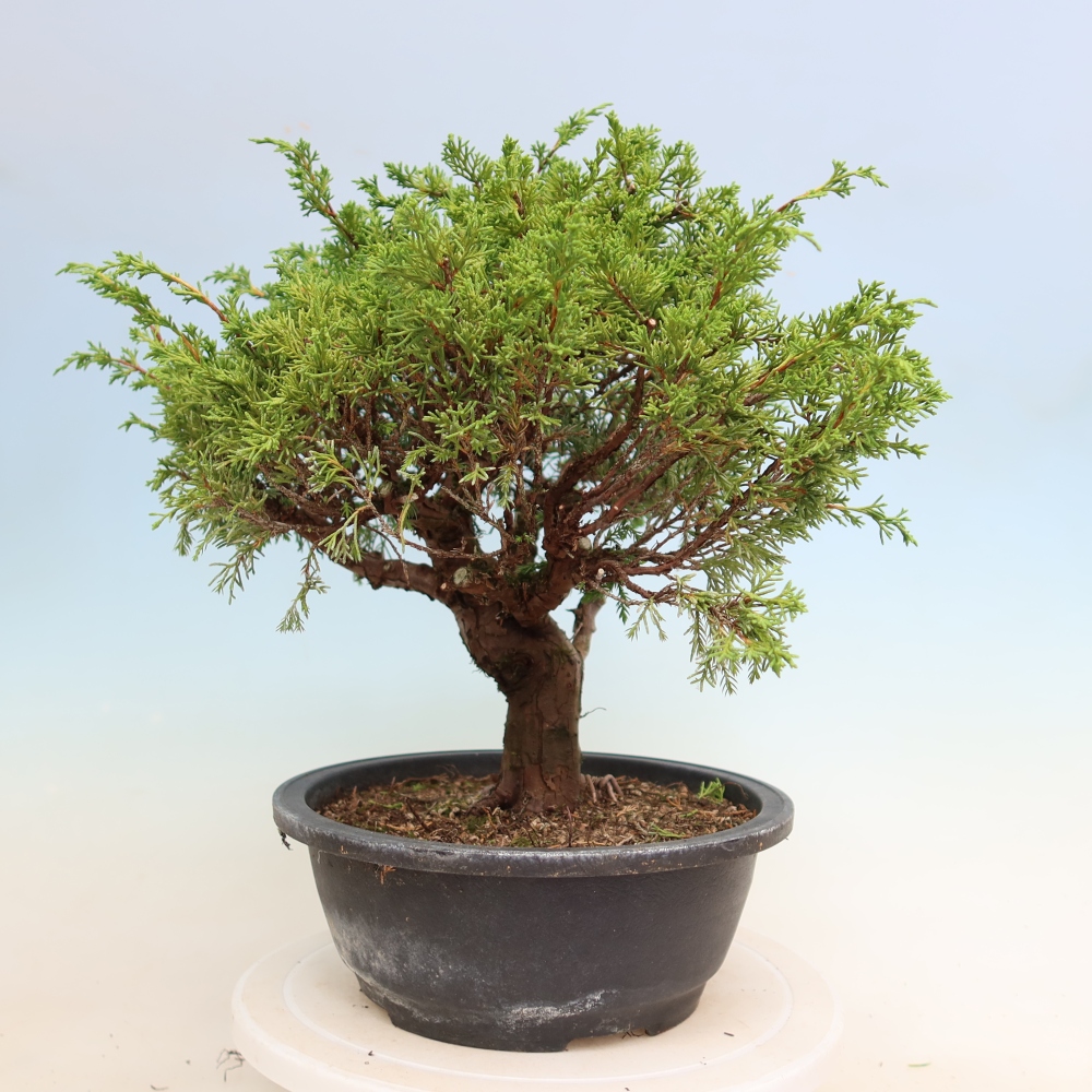 Bonsaï d'extérieur - Juniperus chinensis Itoigawa-Juniperus chinensis