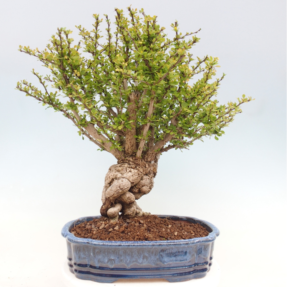 Bonsaï d'extérieur - Berberis coreana