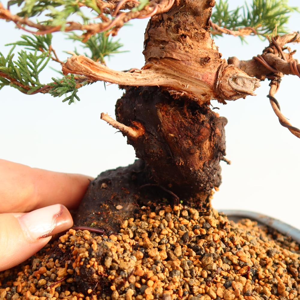 Bonsaï d'extérieur - Juniperus chinensis Itoigawa