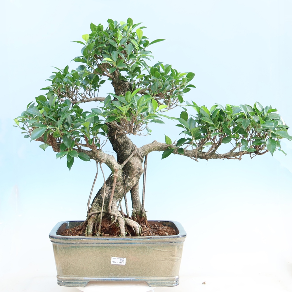Salle bonsaï - Ficus kimmen - ficus à petites feuilles