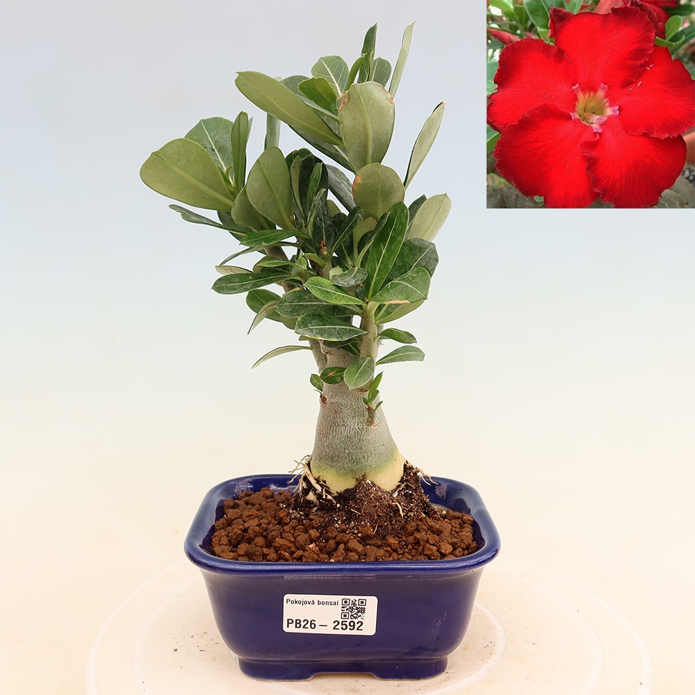 Bonsaï d'intérieur - Adenium obesum Red Star - Rose du désert