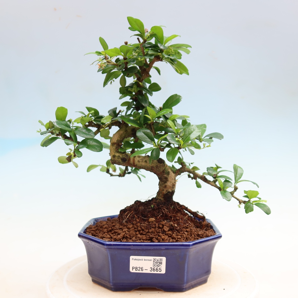 Bonsaï de chambre - Carmona macrophylla - Tea fuki
