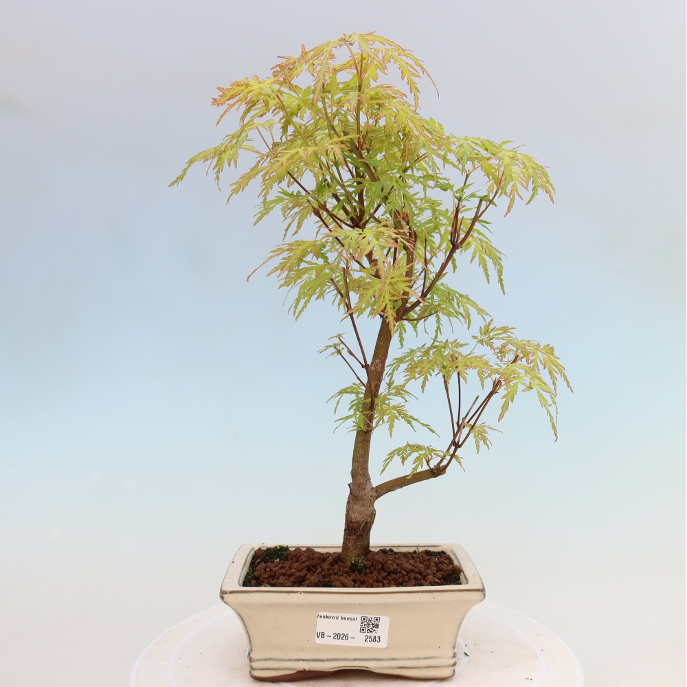 Bonsaï d'extérieur - Acer palmatum Dissectum