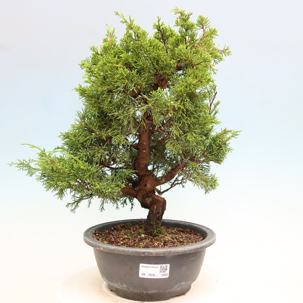 Bonsaï d'extérieur - Juniperus chinensis Itoigawa-Juniperus chinensis
