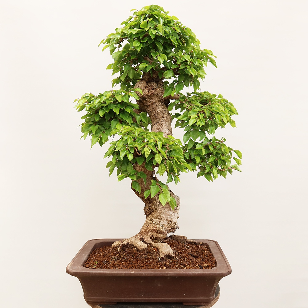 Bonsaï d'extérieur -Carpinus Coreana - Charme de Corée