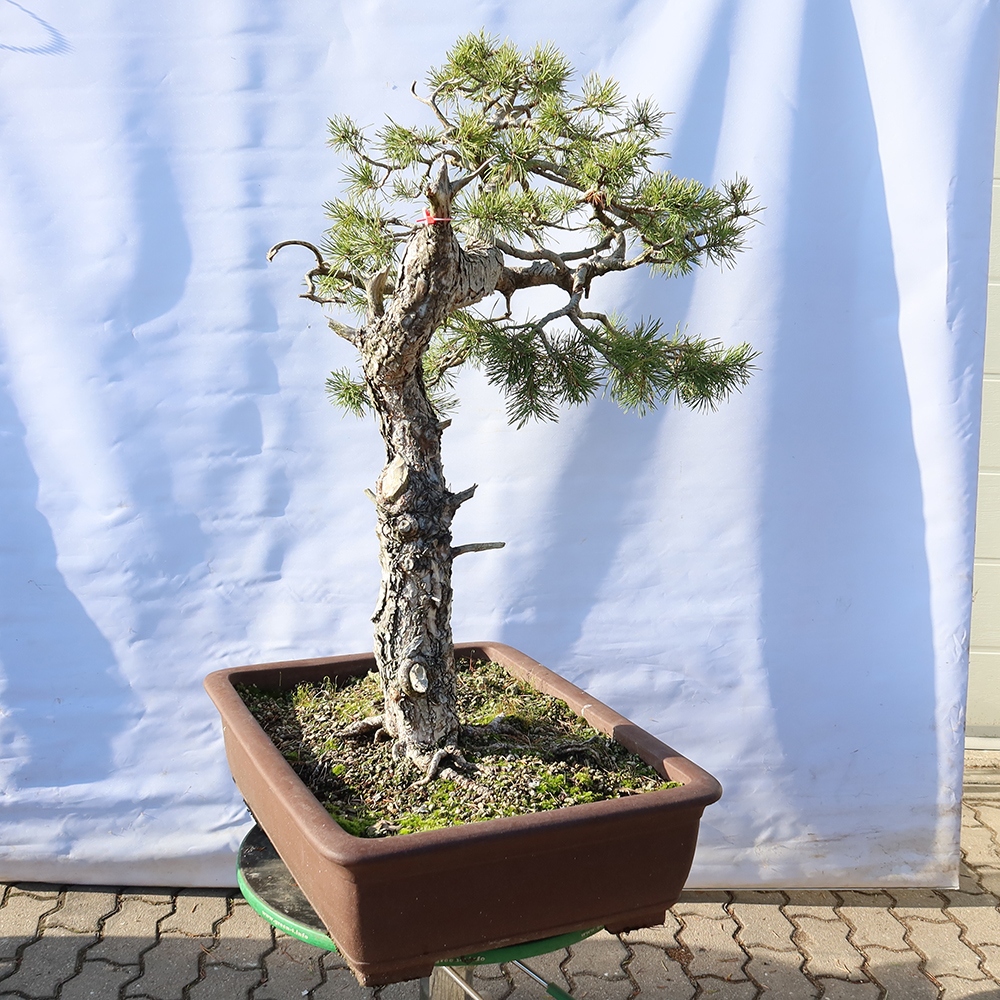 Pinus sylvestris Espagne - pin sylvestre
