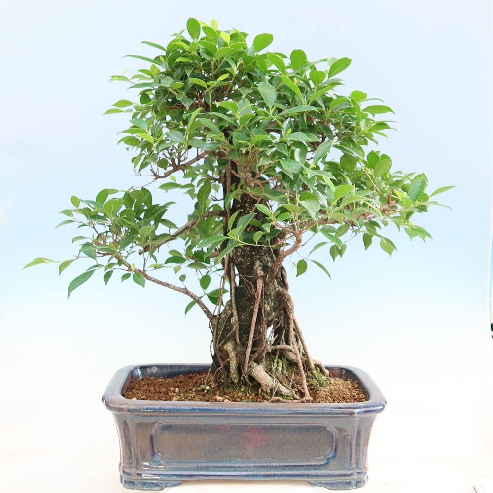 Salle bonsaï - Ficus kimmen - ficus à petites feuilles