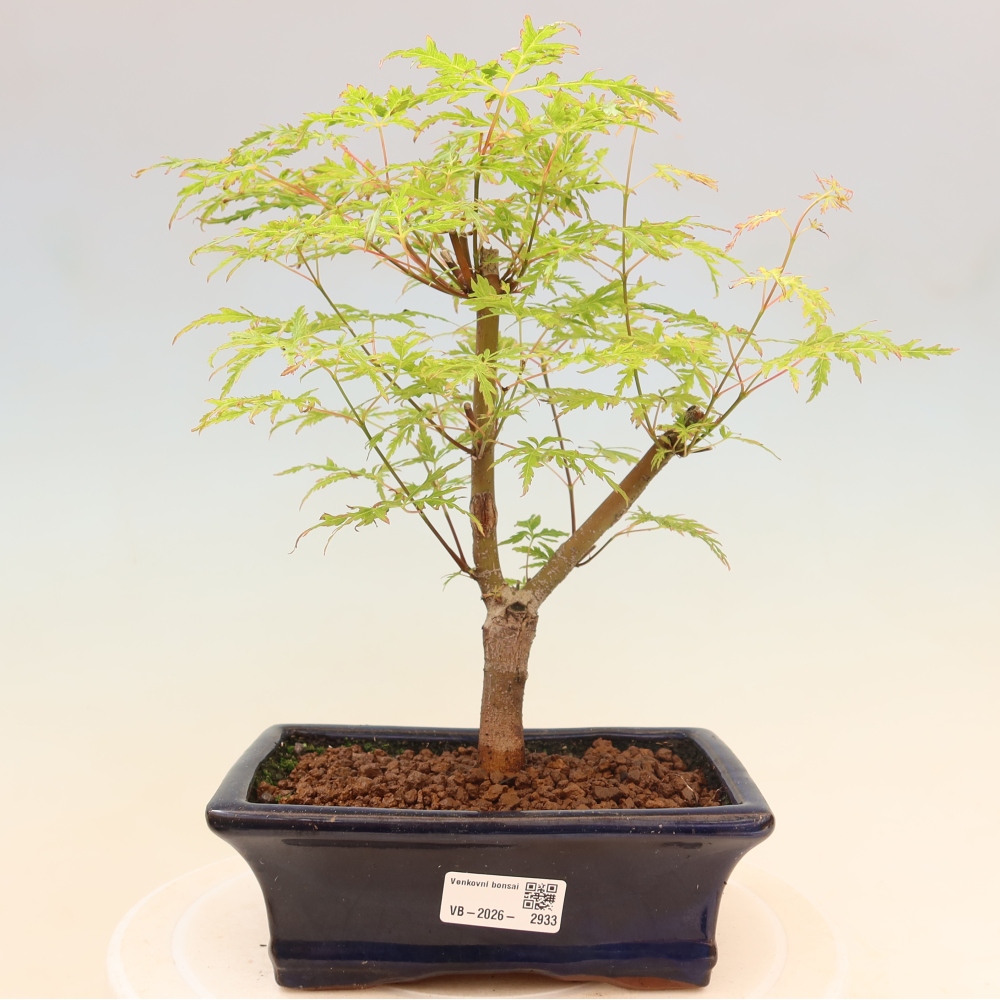 Bonsaï d'extérieur - Acer palmatum Dissectum