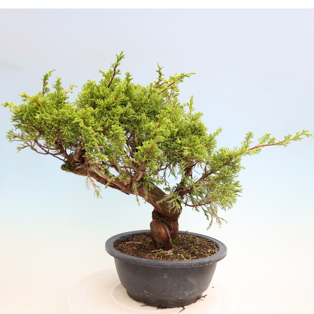 Bonsaï d'extérieur - Juniperus chinensis Itoigawa-Juniperus chinensis