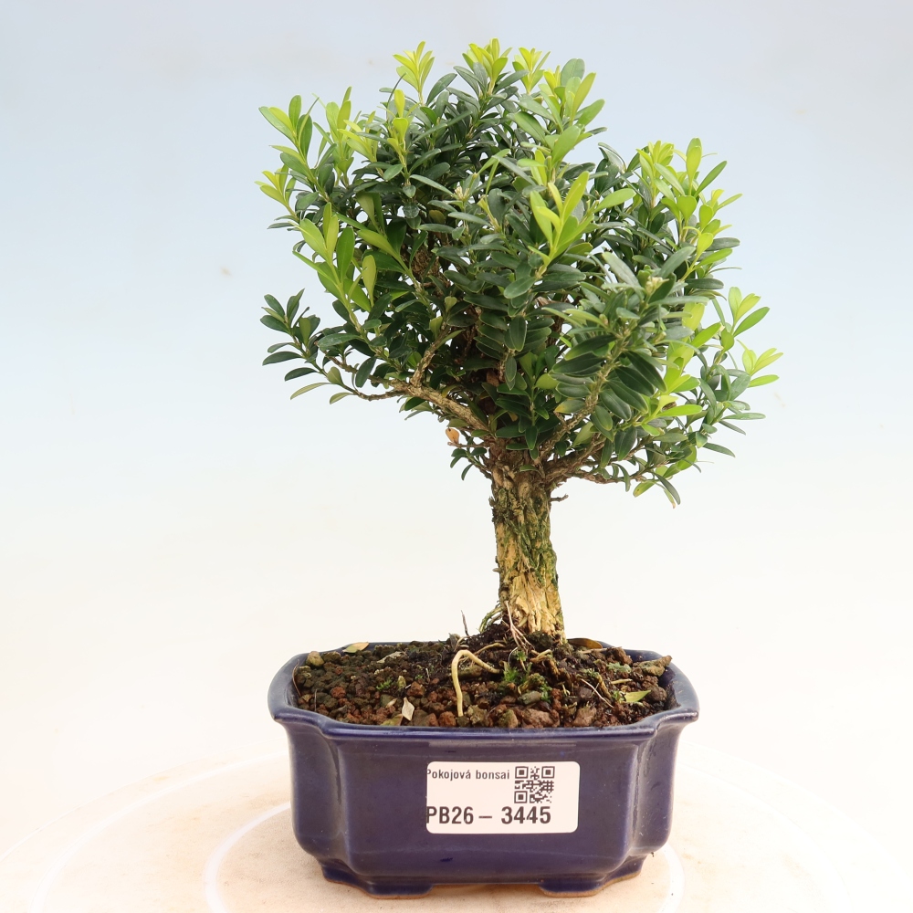 Bonsaï de chambre - Buxus harlandii - buxus liège