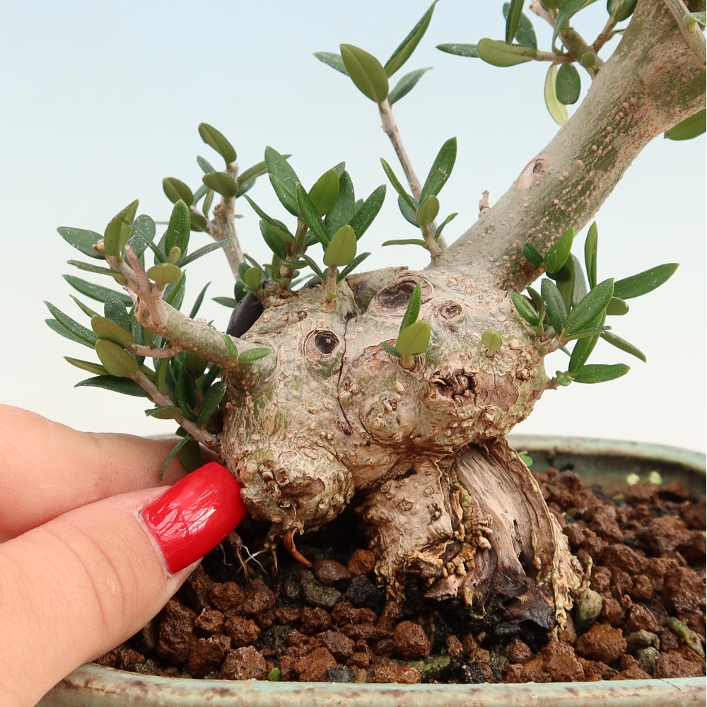 Bonsaï d'intérieur - Olea europaea sylvestris