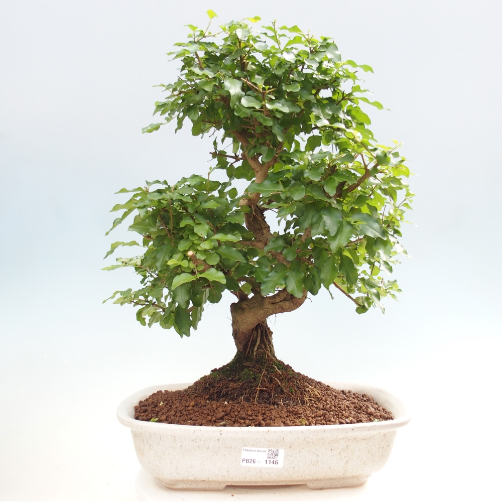 Bonsaï de chambre -Ligustrum chinensis - Bec d'oiseau