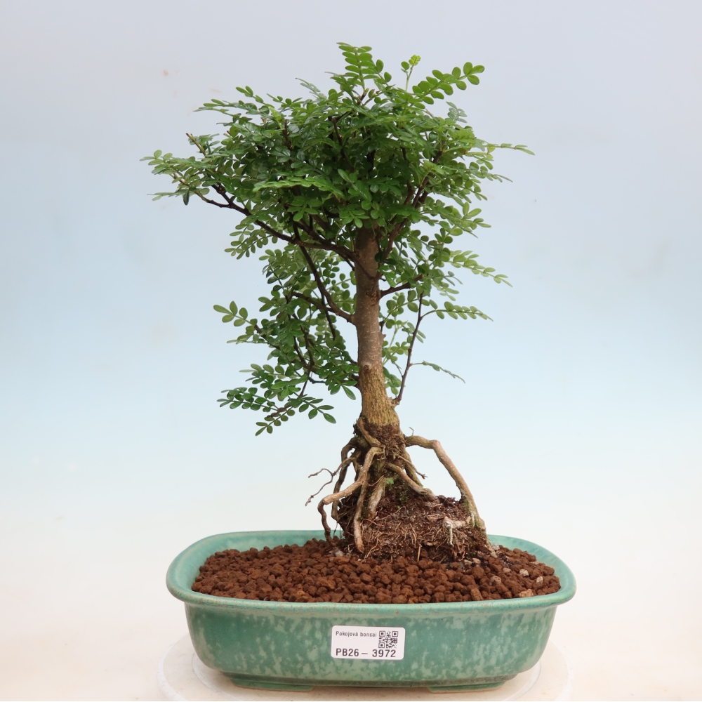 Salle bonsaï - Zantoxylum piperitum - arbre à poivre