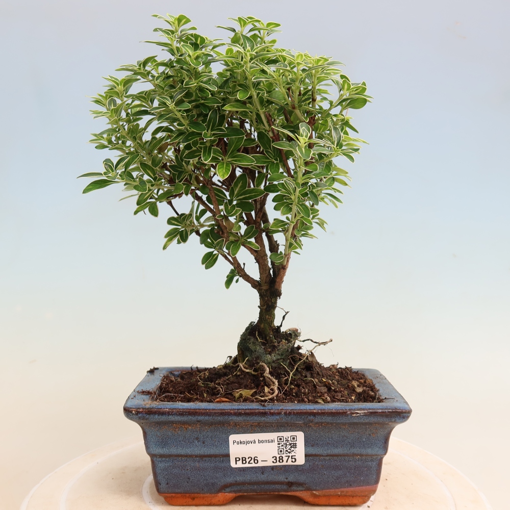 Salle bonsaï - Serissa foetida Variegata - Arbre aux mille étoiles