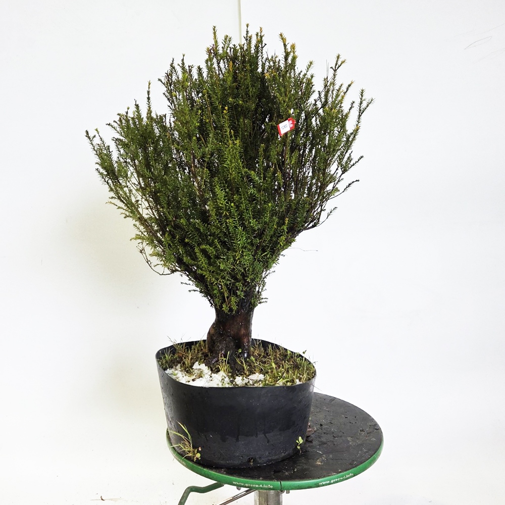Bonsaï d'extérieur If japonais - Taxus cuspidata