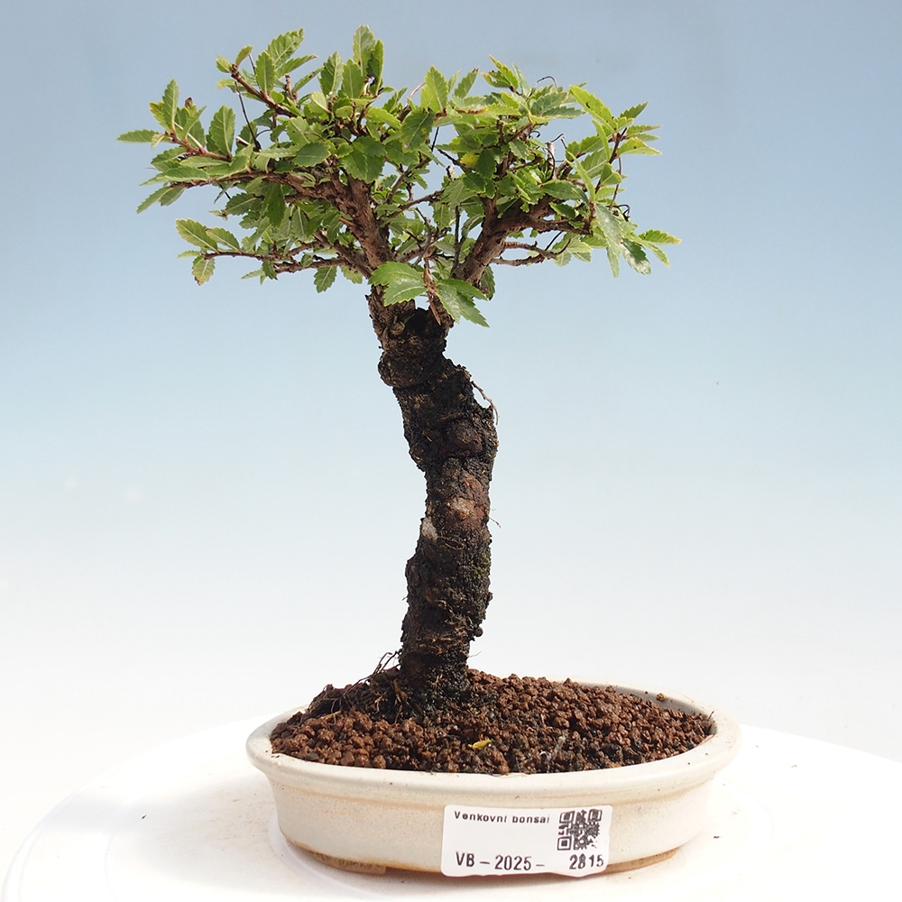 Bonsaï d'extérieur - Zelkova - Zelkova NIRE