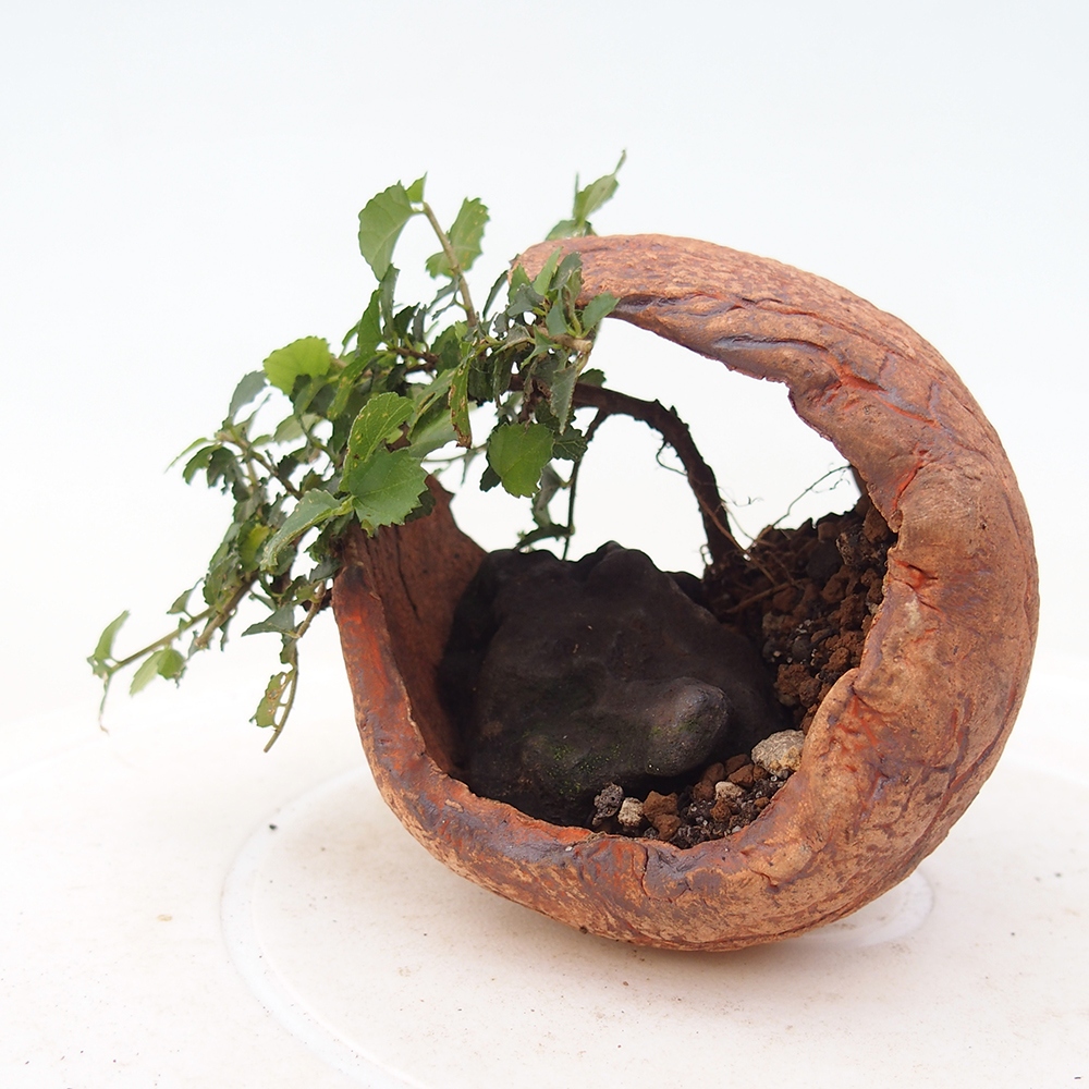 Bonsaï de chambre - Grewia sp. - Grewia malafolia