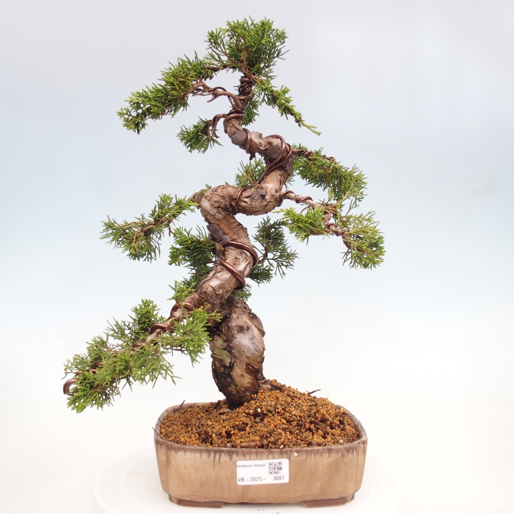 Bonsaï d'extérieur - Juniperus chinensis Itoigawa