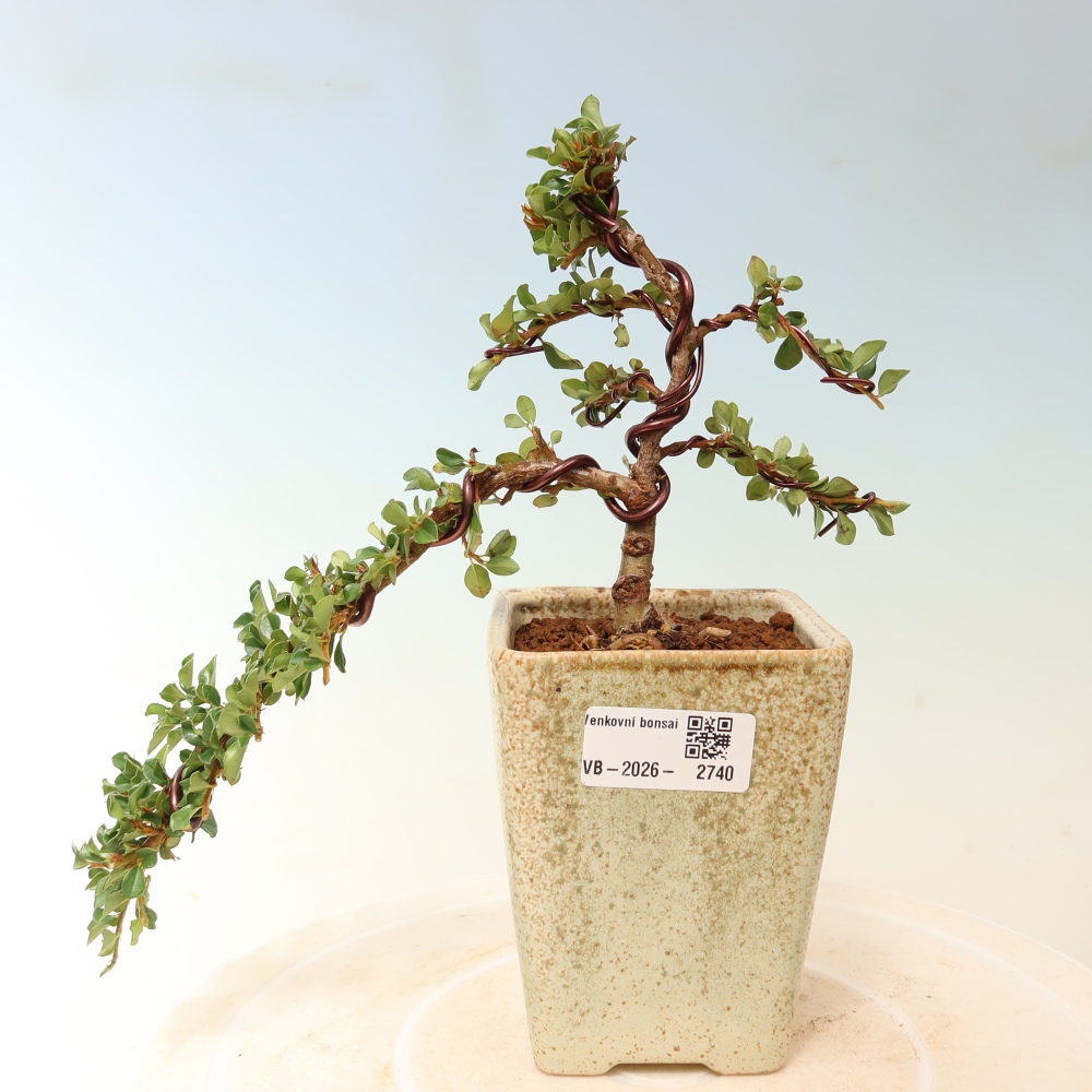 Bonsaï d'extérieur - Cotoneaster horizontalis - Rocky Mountain