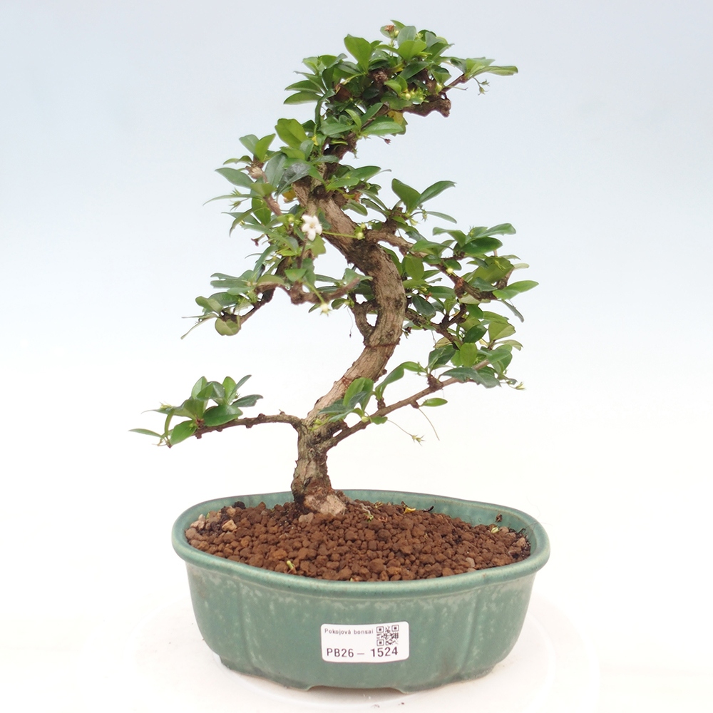 Bonsaï de chambre - Carmona macrophylla - Tea fuki