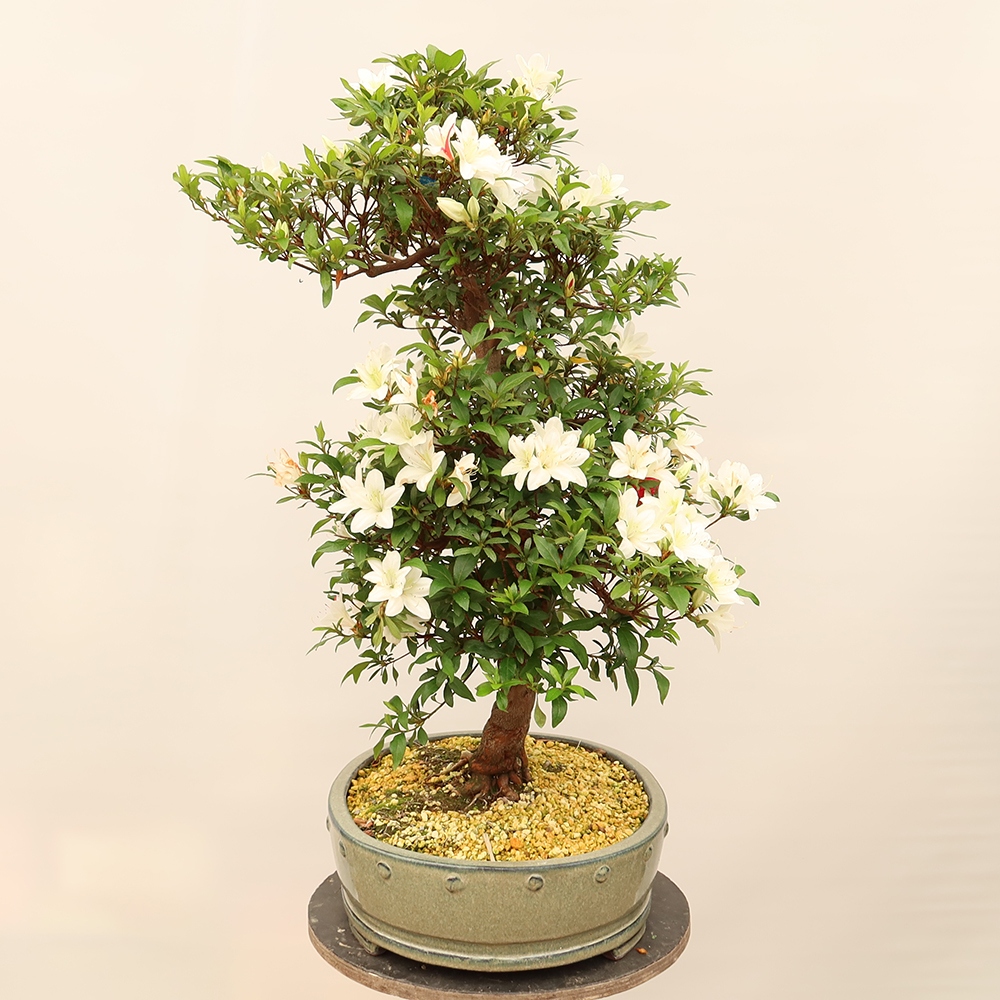 Bonsaï d'extérieur - Azalée japonaise - Azalée CHIHIRO
