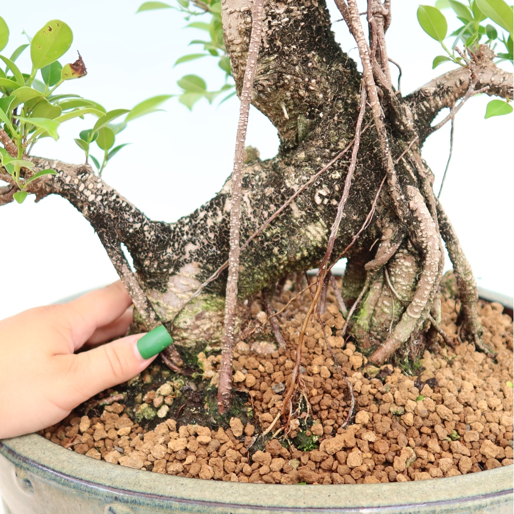 Salle bonsaï - Ficus kimmen - ficus à petites feuilles