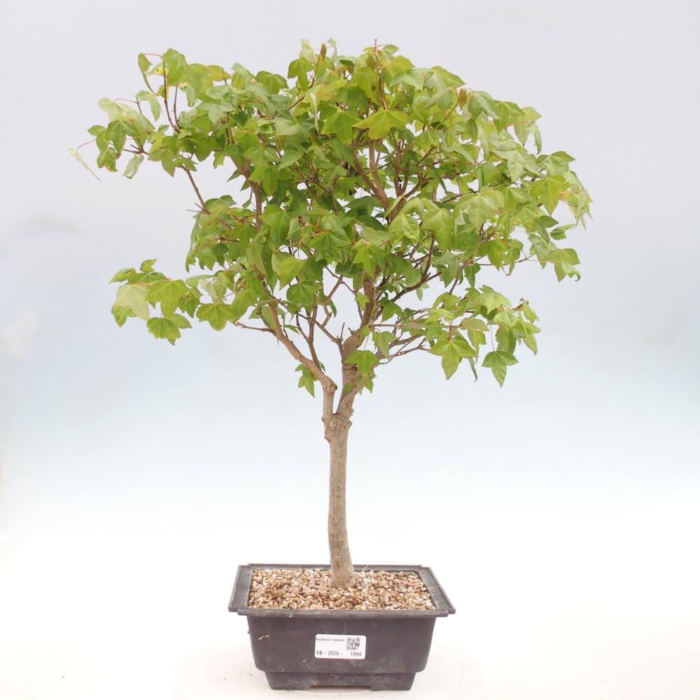 Bonsaï d'extérieur - Acer Buergerianum - Burger Maple