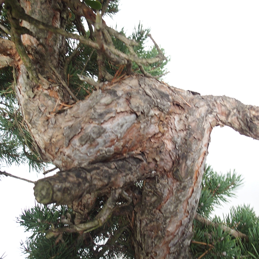 Yamadori - Pinus sylvestris Espagne