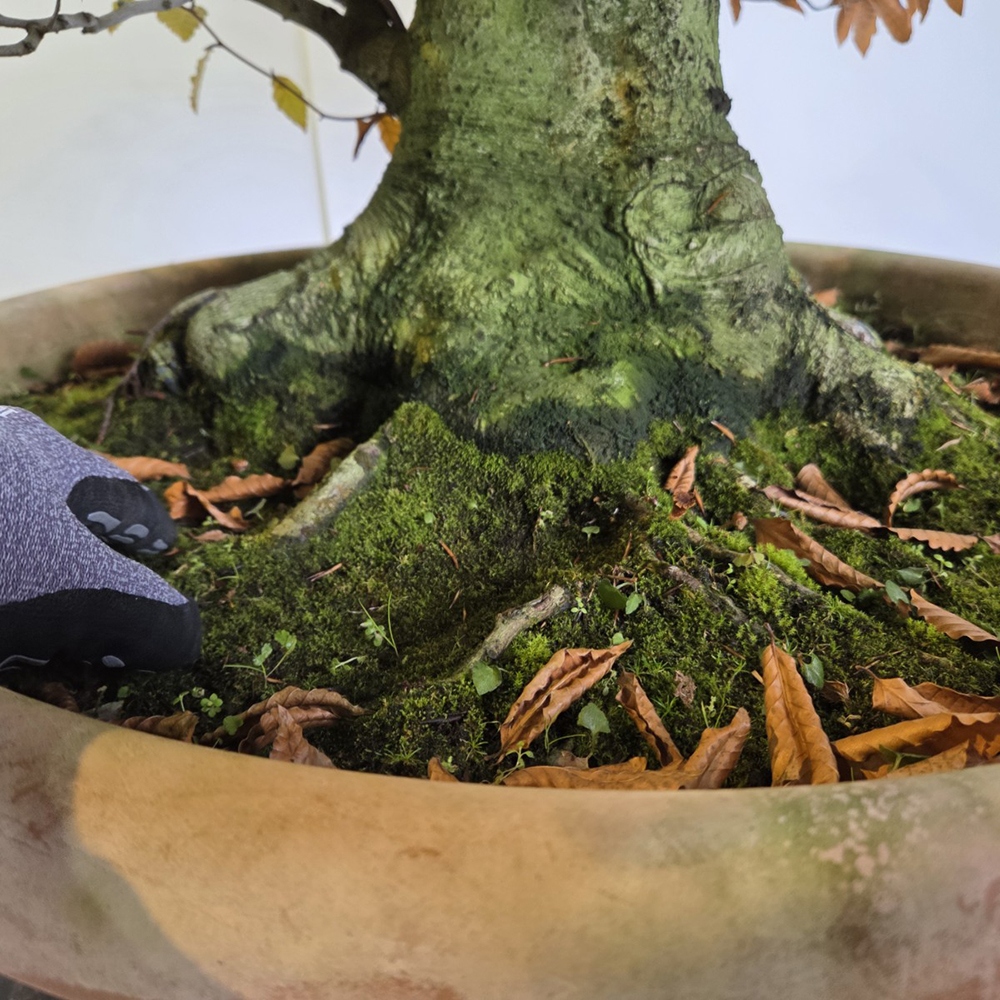 Bonsaï d'extérieur - Fagus crenata