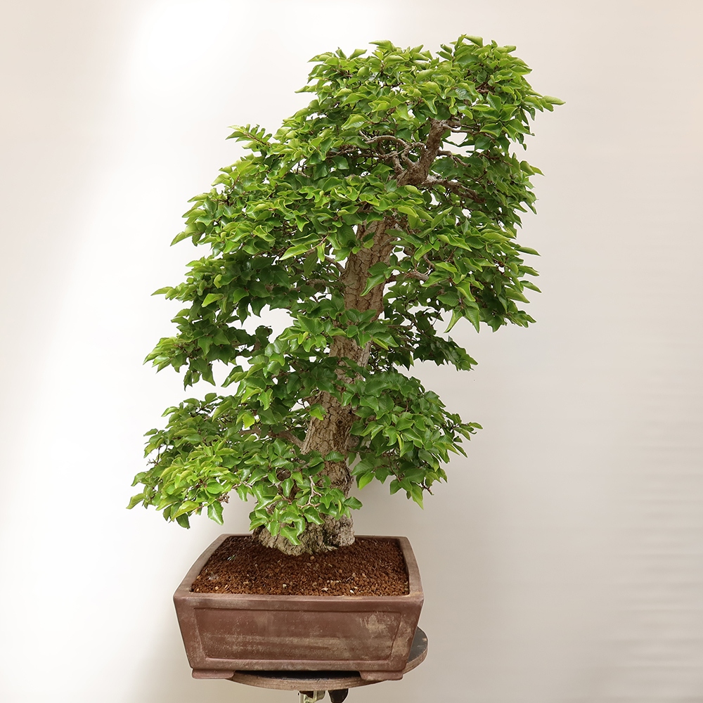 Bonsaï d'extérieur -Carpinus Coreana - Charme de Corée