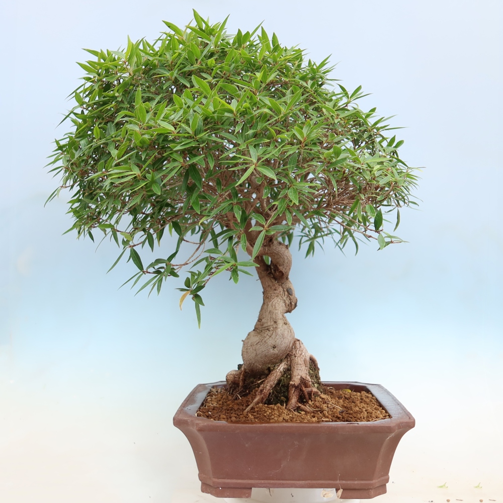 Salle bonsaï - Ficus nerifolia - ficus à petites feuilles