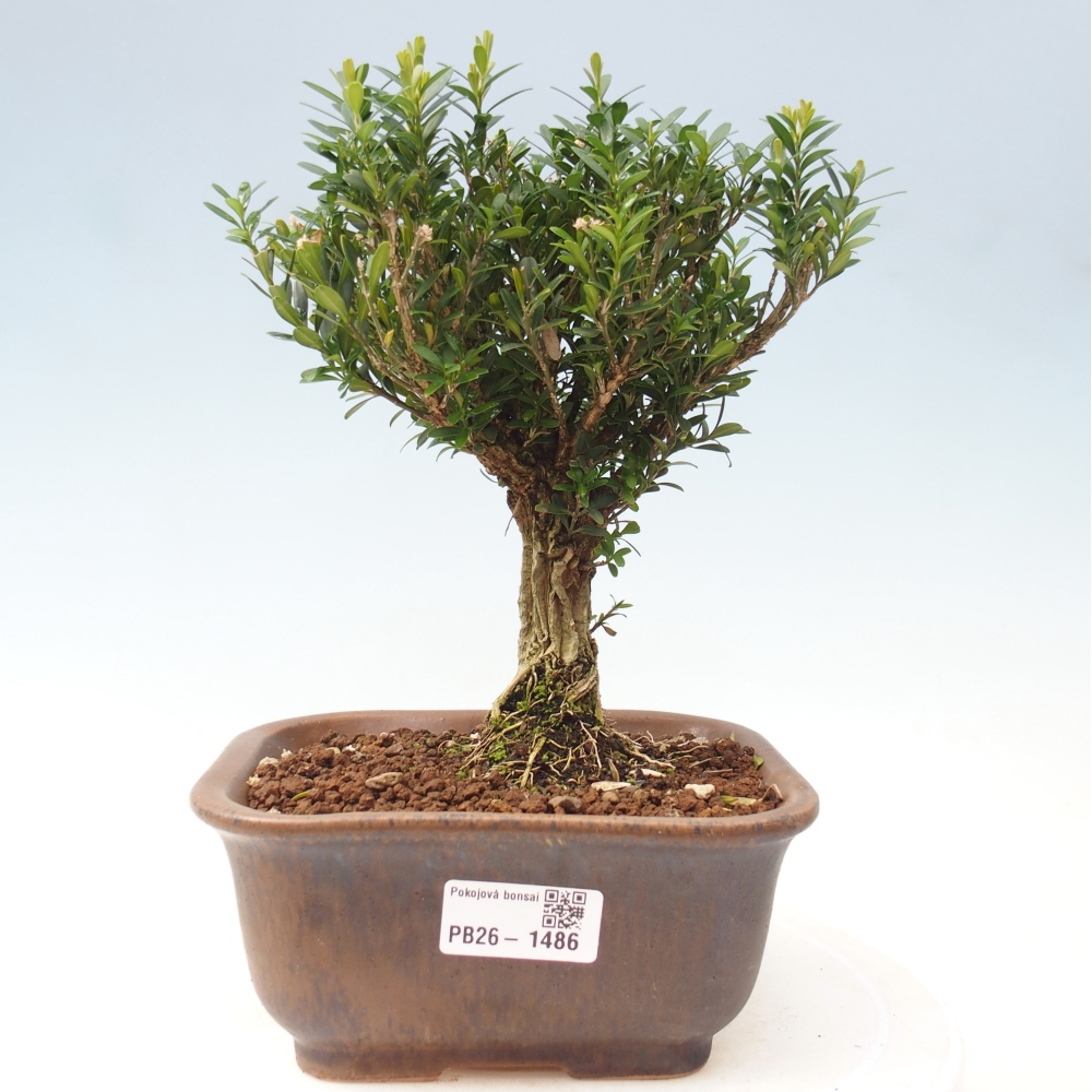 Bonsaï de chambre - Buxus harlandii - buxus liège