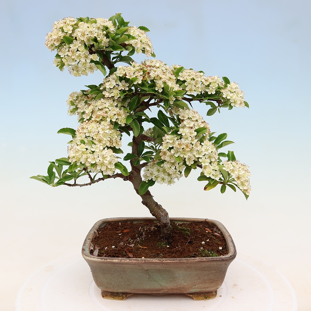 Bonsaï d'extérieur - Pyracantha teton - Pyracantha
