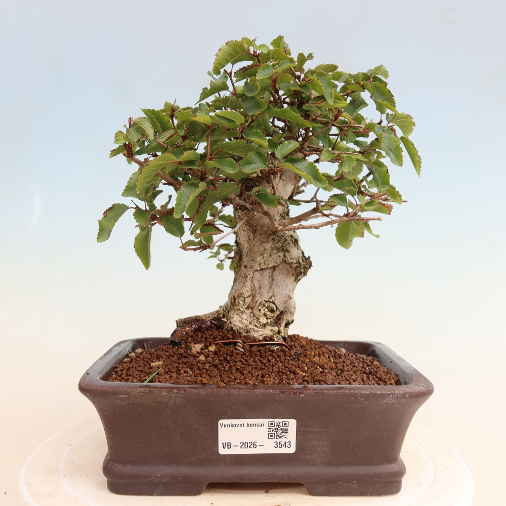 Bonsaï d'extérieur -Carpinus CARPINOIDES - Charme de Corée
