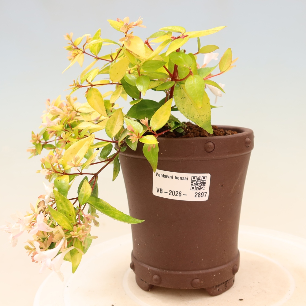 Bonsaï d'extérieur - Abelia gr. Kleidoscope - Abélie à grandes fleurs