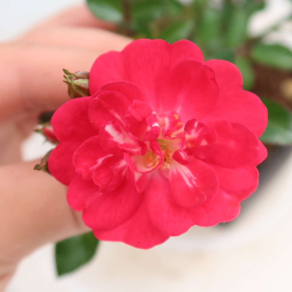 Bonsaï d'extérieur - Rosa Kordes - rose