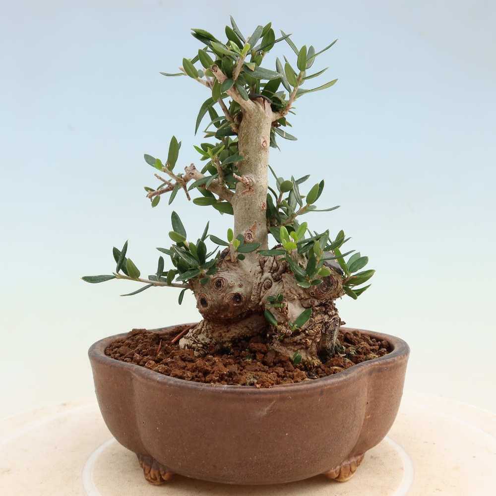 Bonsaï d'intérieur - Olea europaea sylvestris