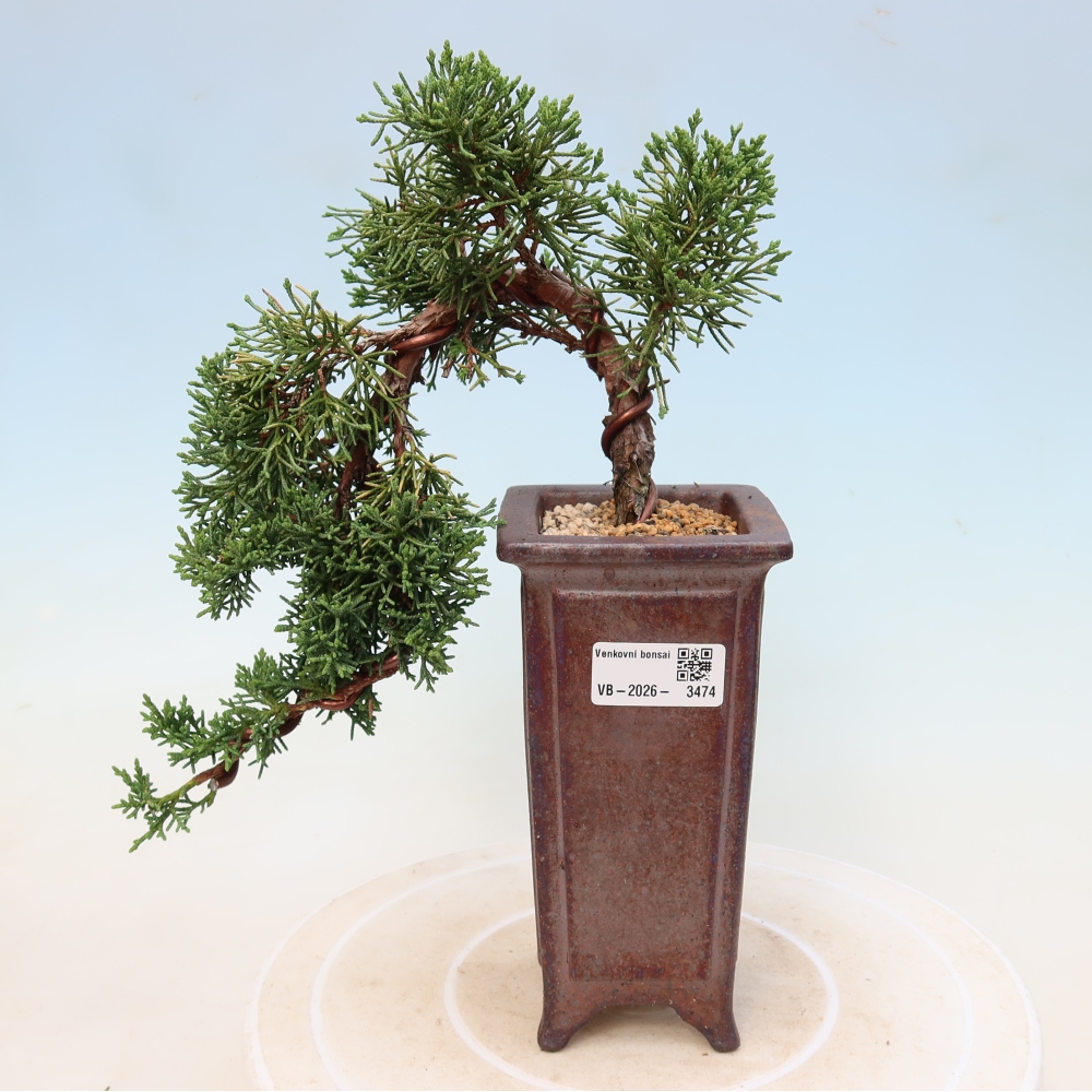 Bonsaï d'extérieur - Juniperus chinensis Kishu