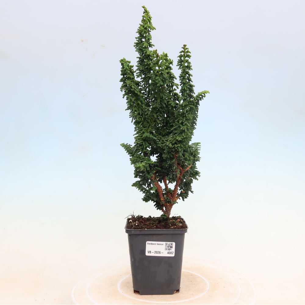 Bonsaï d'extérieur - Cham. obtusa SEKKA HINOKI - Cyprès