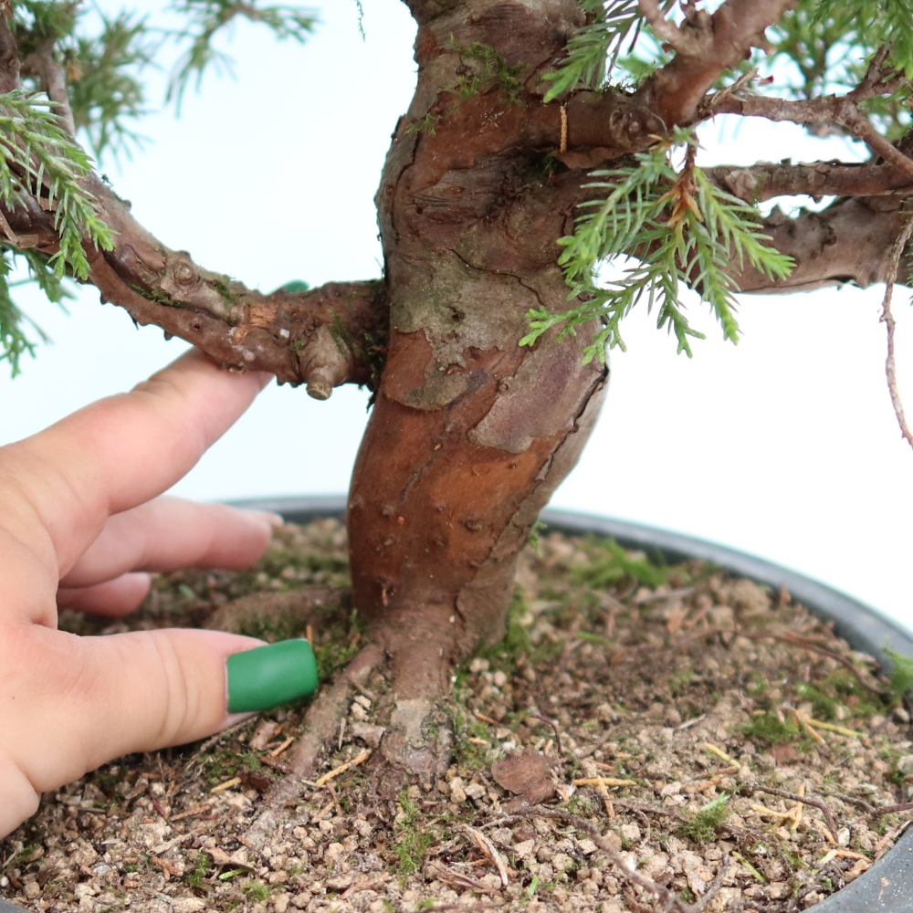 Bonsaï d'extérieur - Juniperus chinensis Itoigawa-Juniperus chinensis