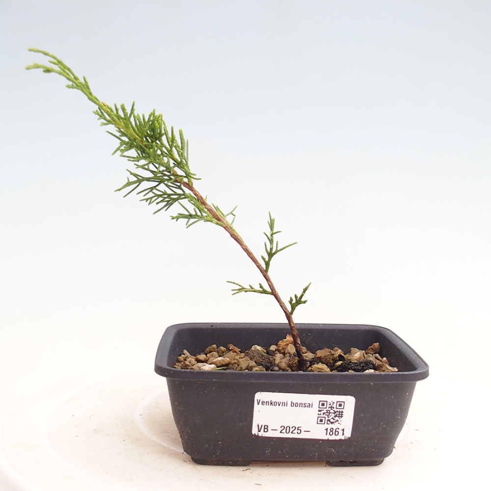 Bonsaï d'extérieur - Juniperus chinensis Itoigawa