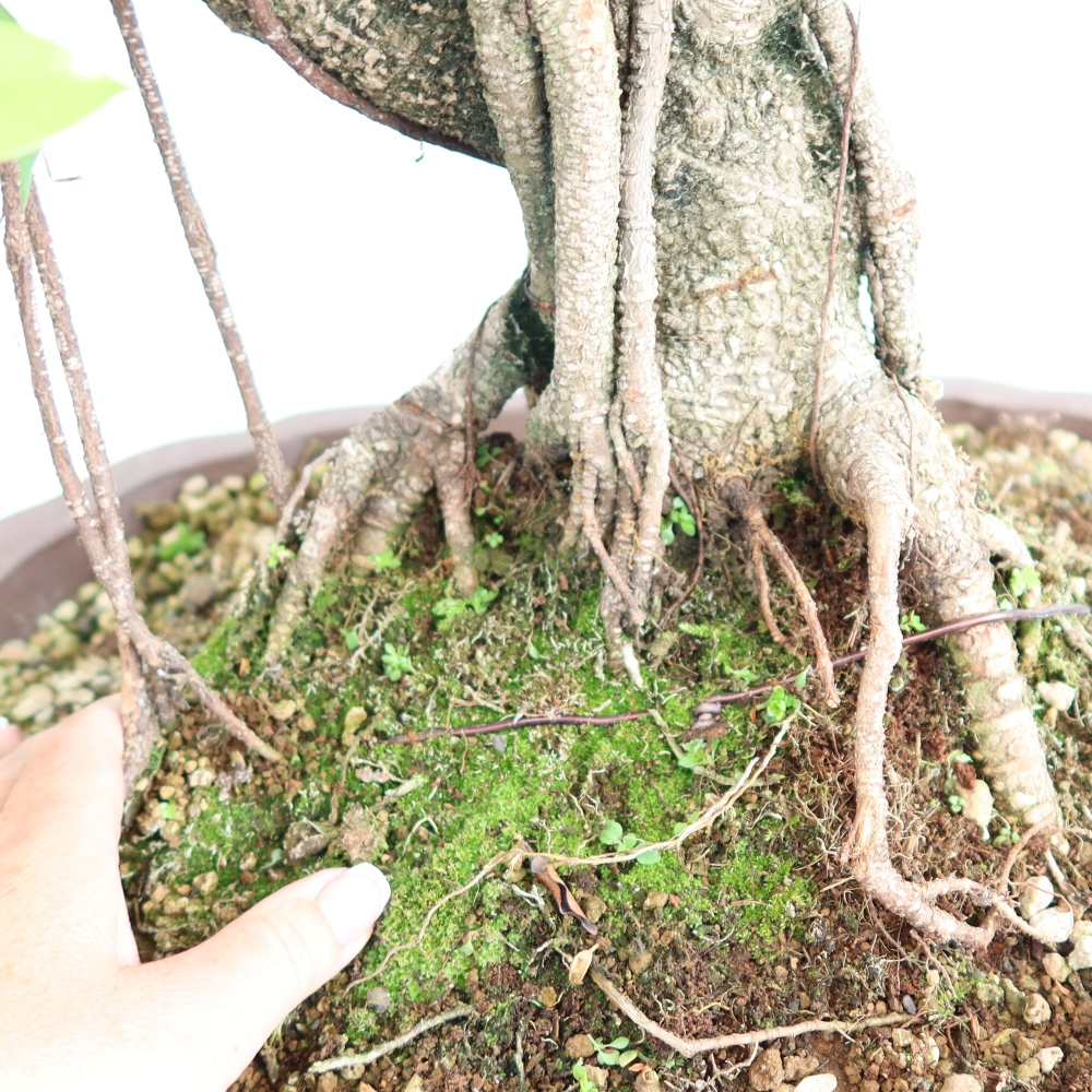 Salle bonsaï - Ficus kimmen - ficus à petites feuilles