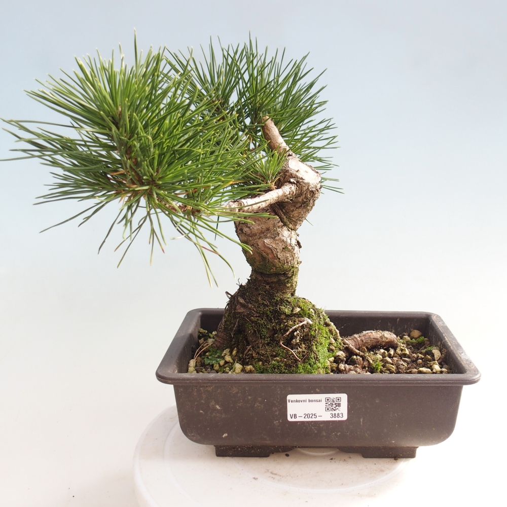 Bonsaï d'extérieur - Pinus thunbergii - Pin de Thunberg