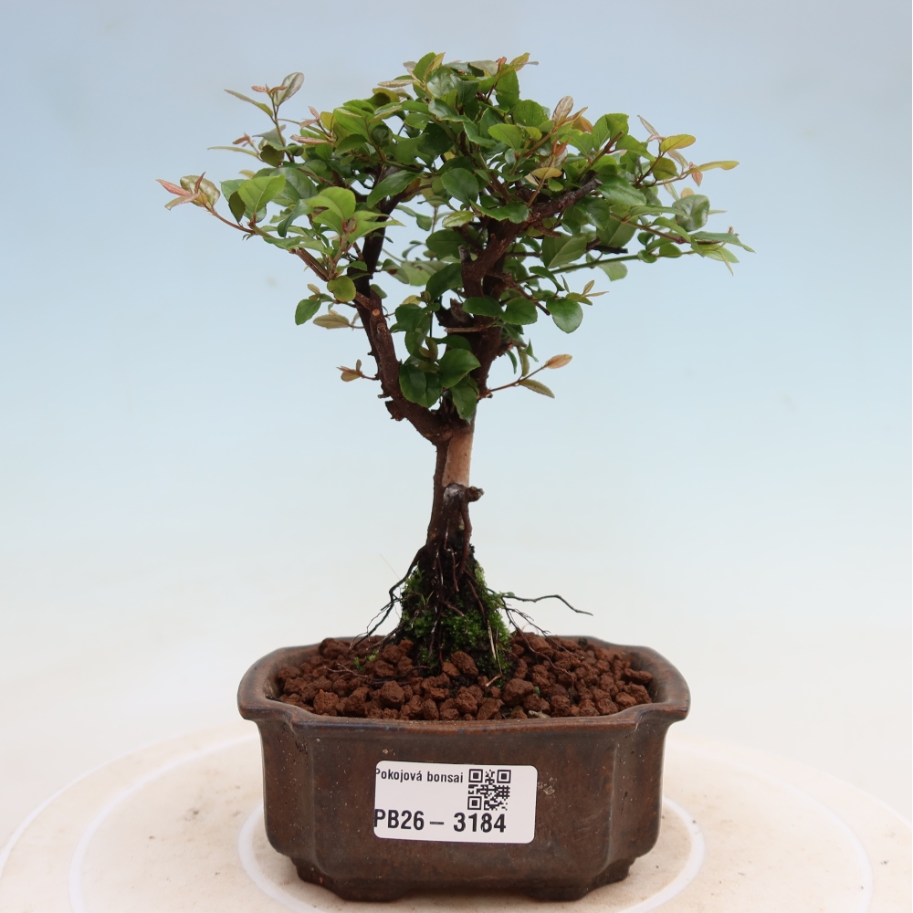 Bonsaï de chambre - Sageretia thea - Sageretia thea