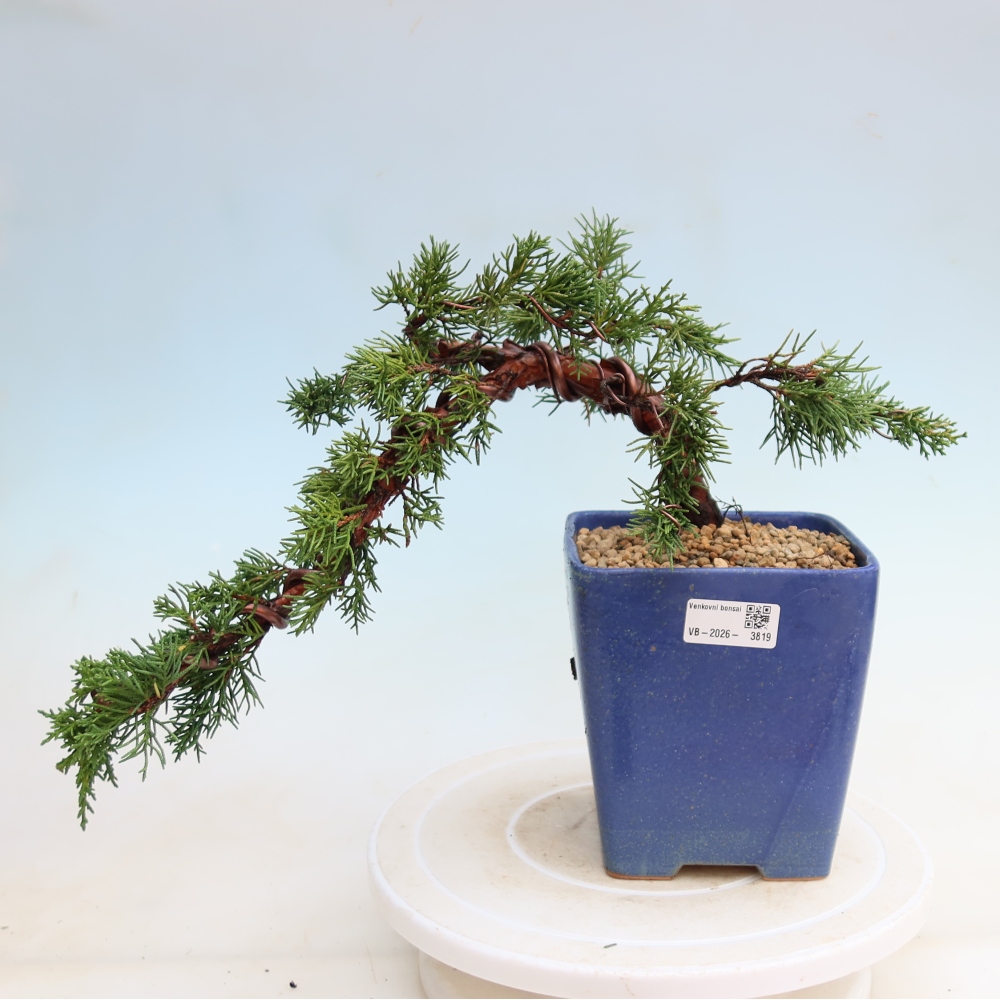Bonsaï d'extérieur - Juniperus chinensis Kishu
