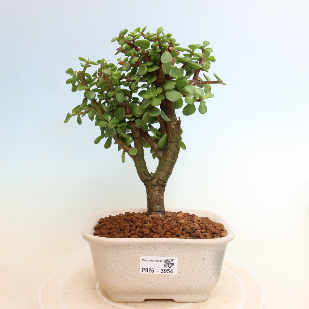 Bonsaï de chambre - Portulakaria Afra - Tlustice