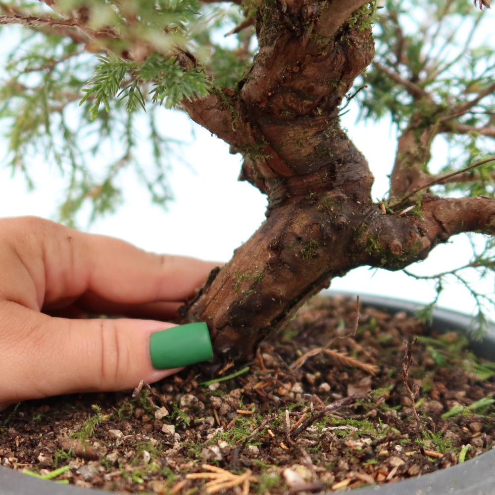 Bonsaï d'extérieur - Juniperus chinensis Itoigawa-Juniperus chinensis