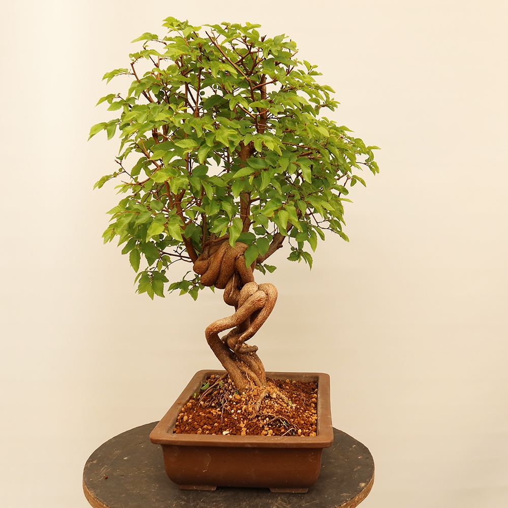 Bonsaï d'extérieur -Carpinus Coreana - Charme de Corée
